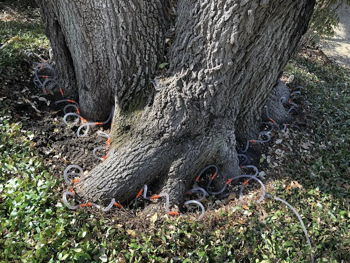 Detailed Tree Cabling and Bracing job site in Hatfield