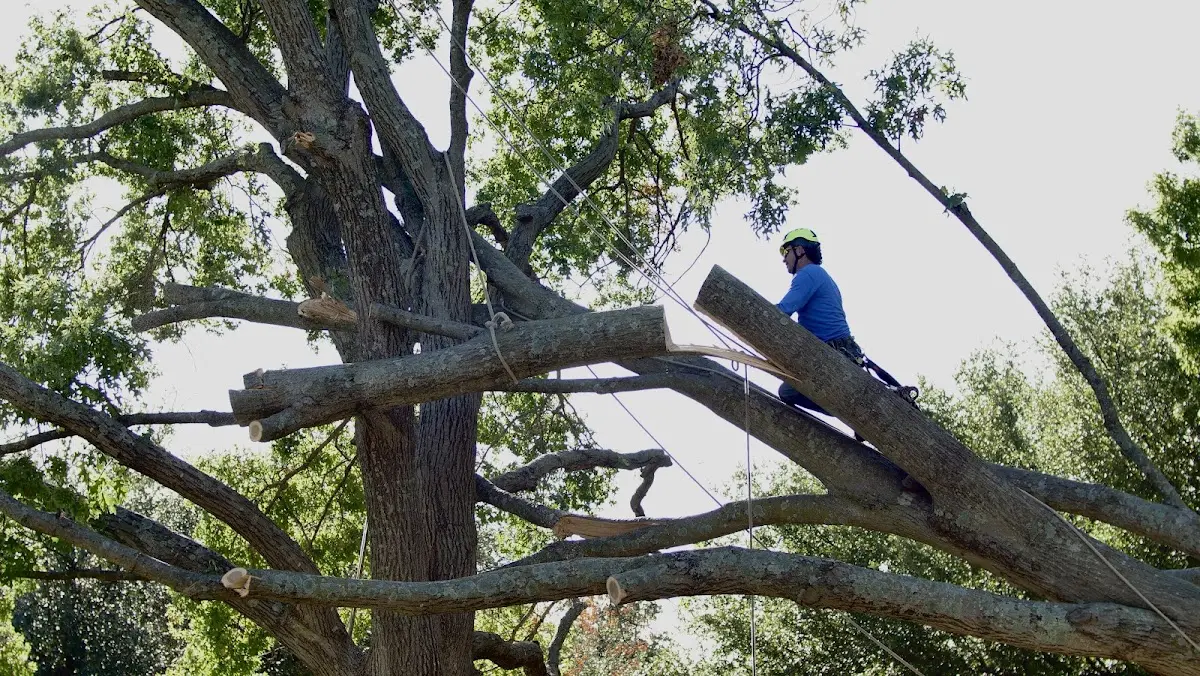 Professional Crown Thinning performed by certified arborists in Hatfield